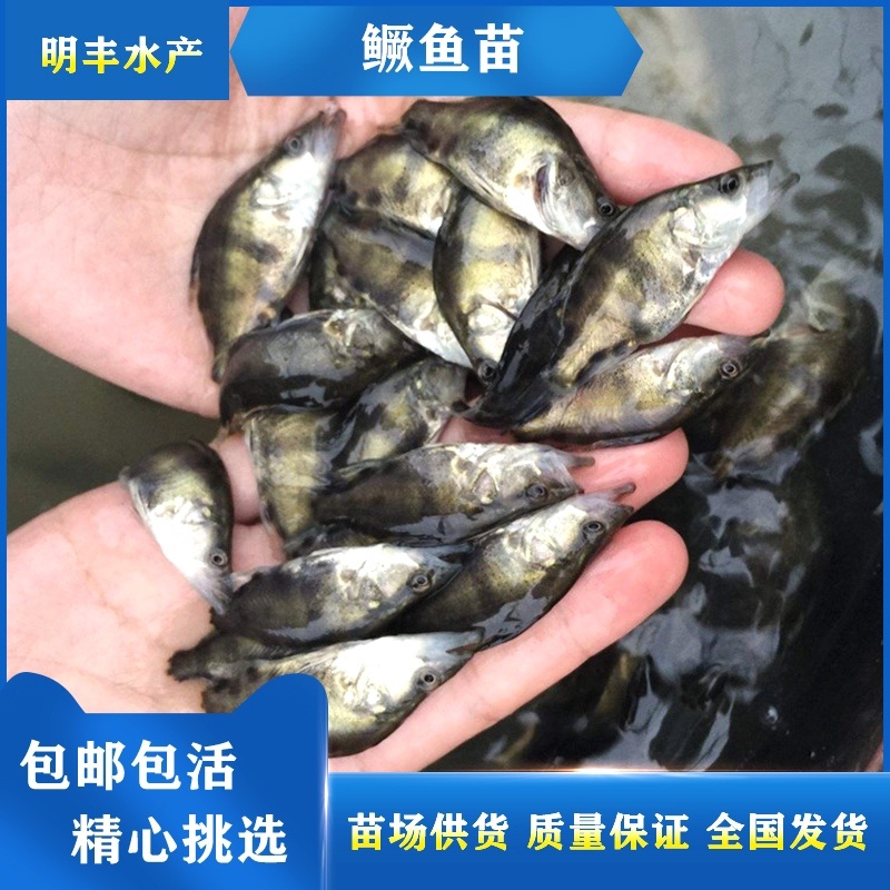 鲜活桂鱼苗批发鱖鱼苗桂鱼肉食性淡水养殖桂花