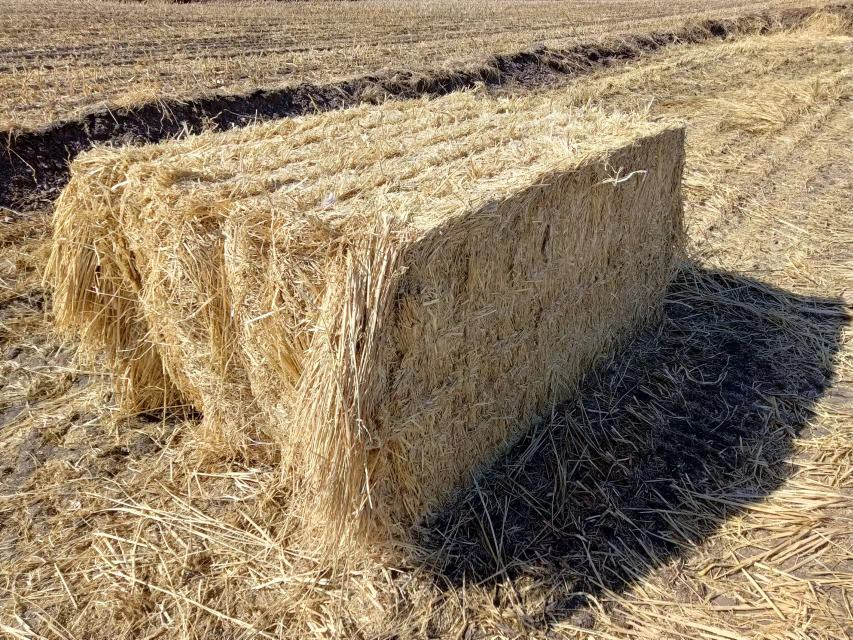 茅草在田间生长茂盛