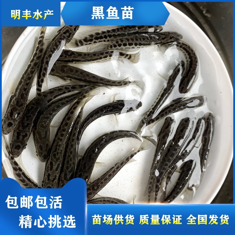 乌鳢鱼苗黑鱼苗生鱼财鱼耐寒淡水好养
