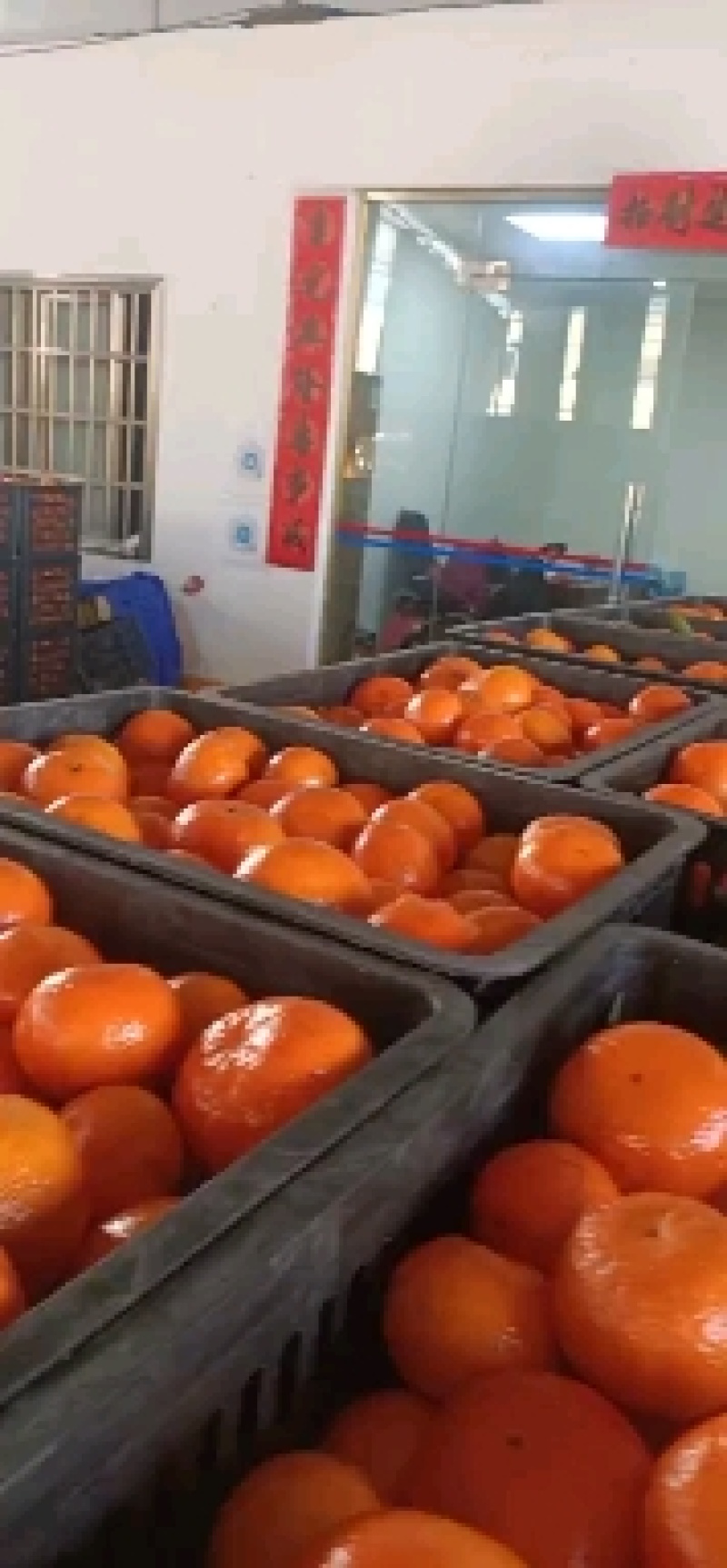 广西沃柑精品沃柑，产地直发，新鲜采摘，口感好，诚信经营