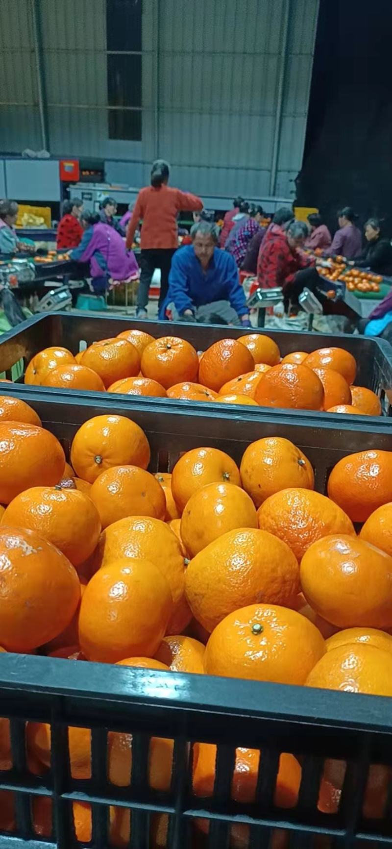 广西沃柑精品沃柑，产地直发，新鲜采摘，口感好，诚信经营