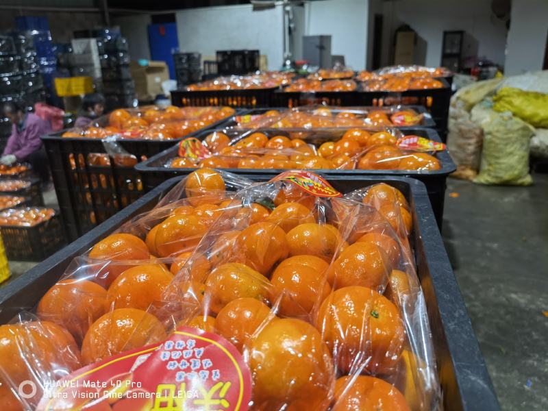 广西沃柑精品沃柑，产地直发，新鲜采摘，口感好，诚信经营