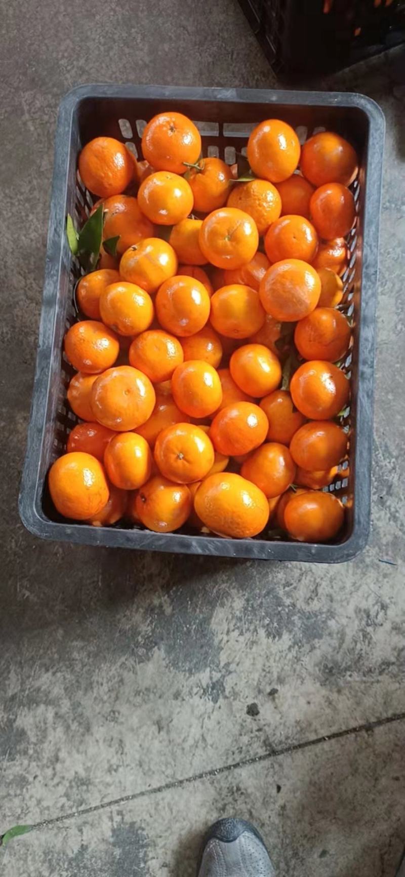 广西沃柑精品沃柑，产地直发，新鲜采摘，口感好，诚信经营