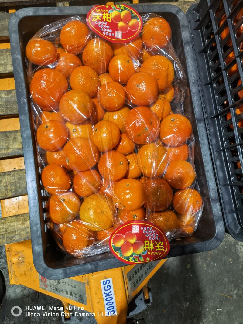 广西沃柑精品沃柑，产地直发，新鲜采摘，口感好，诚信经营
