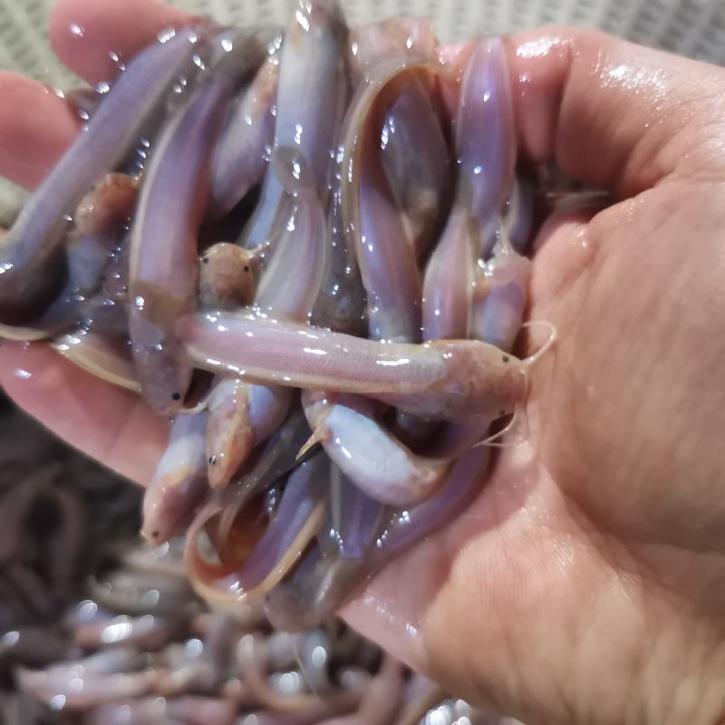 （精选优质）广东塘鲺鱼苗三黄塘鲺苗适应能力强周期短