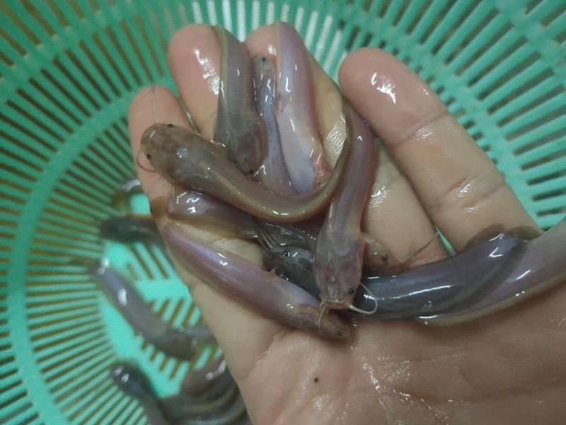 （精选优质）广东塘鲺鱼苗三黄塘鲺苗适应能力强周期短