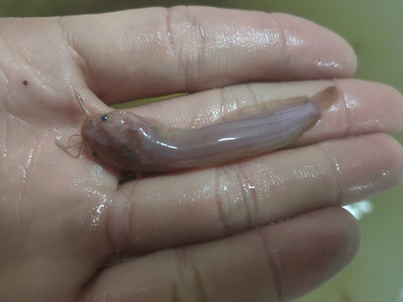 （精选优质）广东塘鲺鱼苗三黄塘鲺苗适应能力强周期短