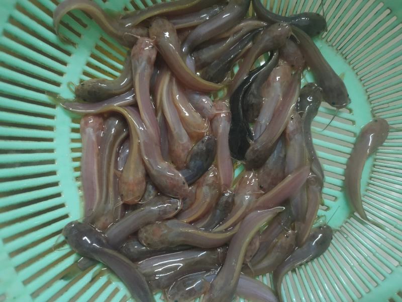 （精选优质）广东塘鲺鱼苗三黄塘鲺苗适应能力强周期短