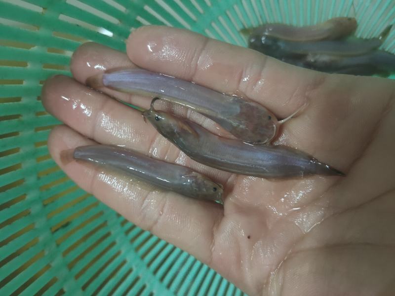 （精选优质）广东塘鲺鱼苗三黄塘鲺苗适应能力强周期短