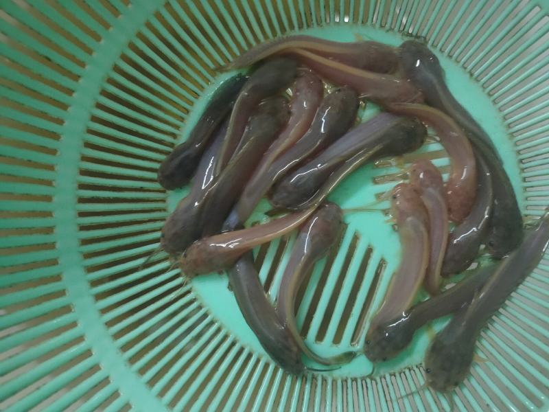 （精选优质）广东塘鲺鱼苗三黄塘鲺苗适应能力强周期短