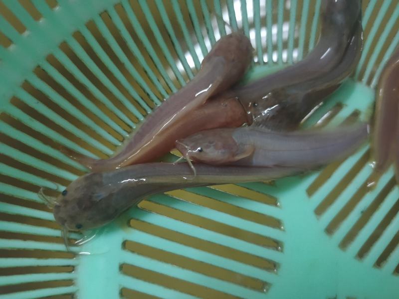 （精选优质）广东塘鲺鱼苗三黄塘鲺苗适应能力强周期短