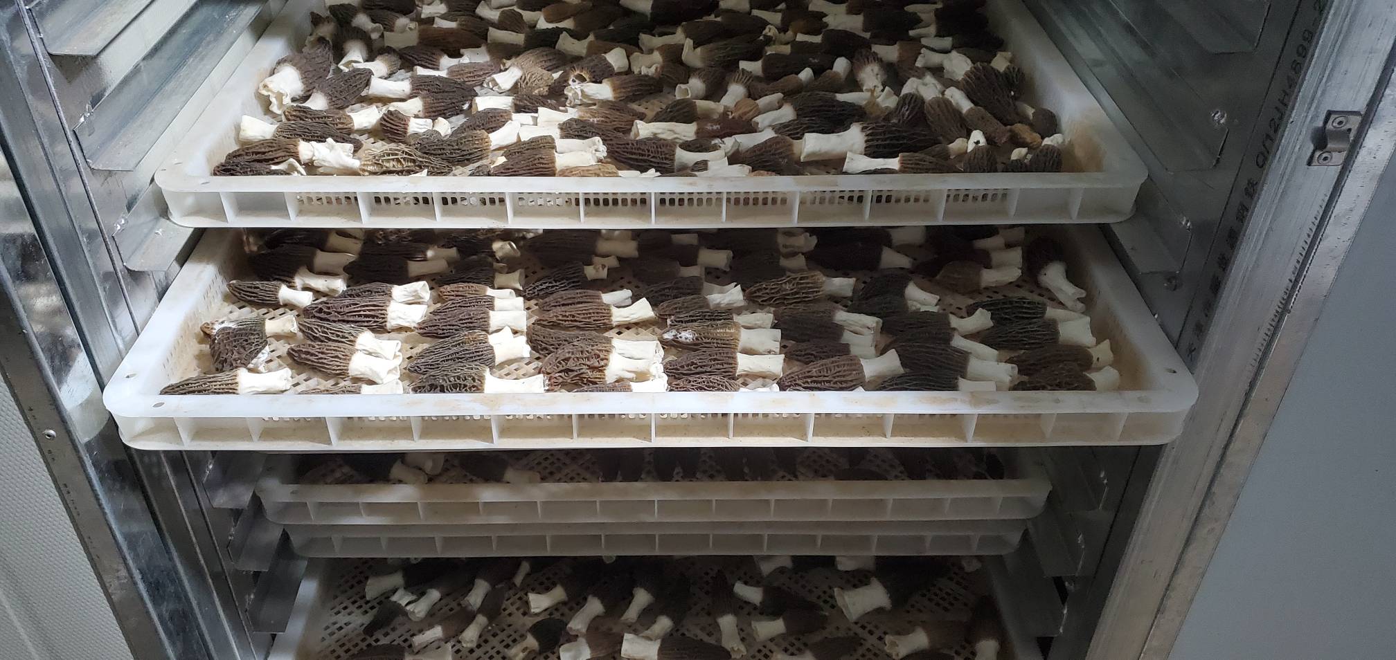 羊肚菌干燥保存示意图