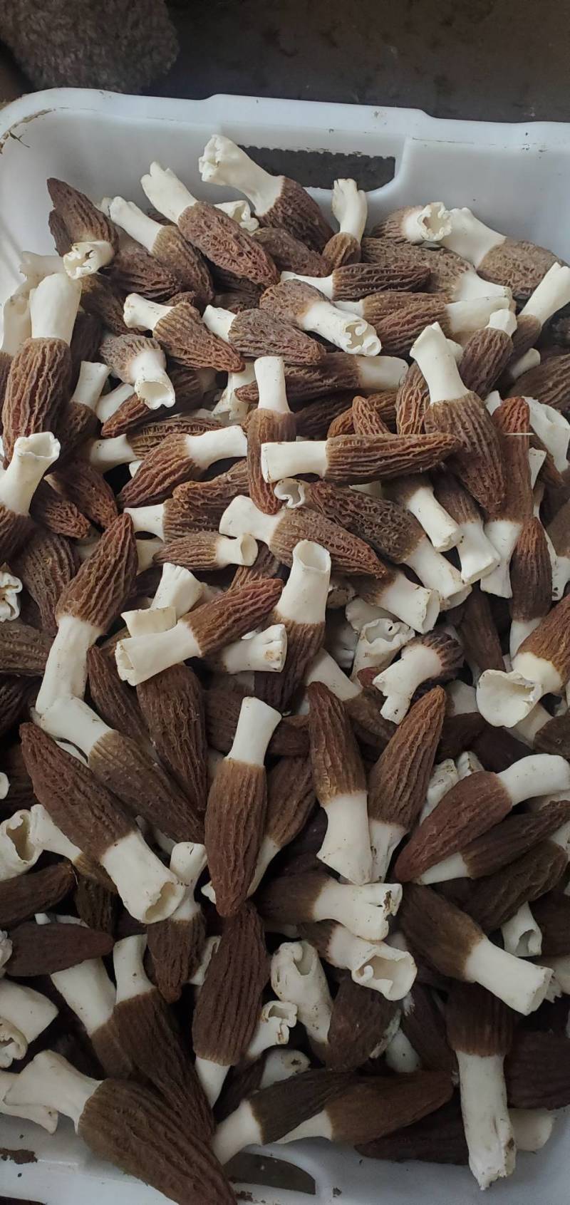 羊肚菌鲜品干品