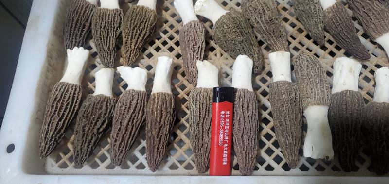羊肚菌鲜品干品