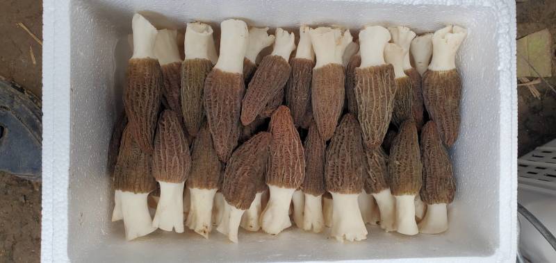 羊肚菌鲜品干品