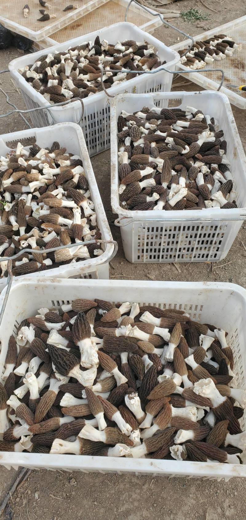 羊肚菌鲜品干品