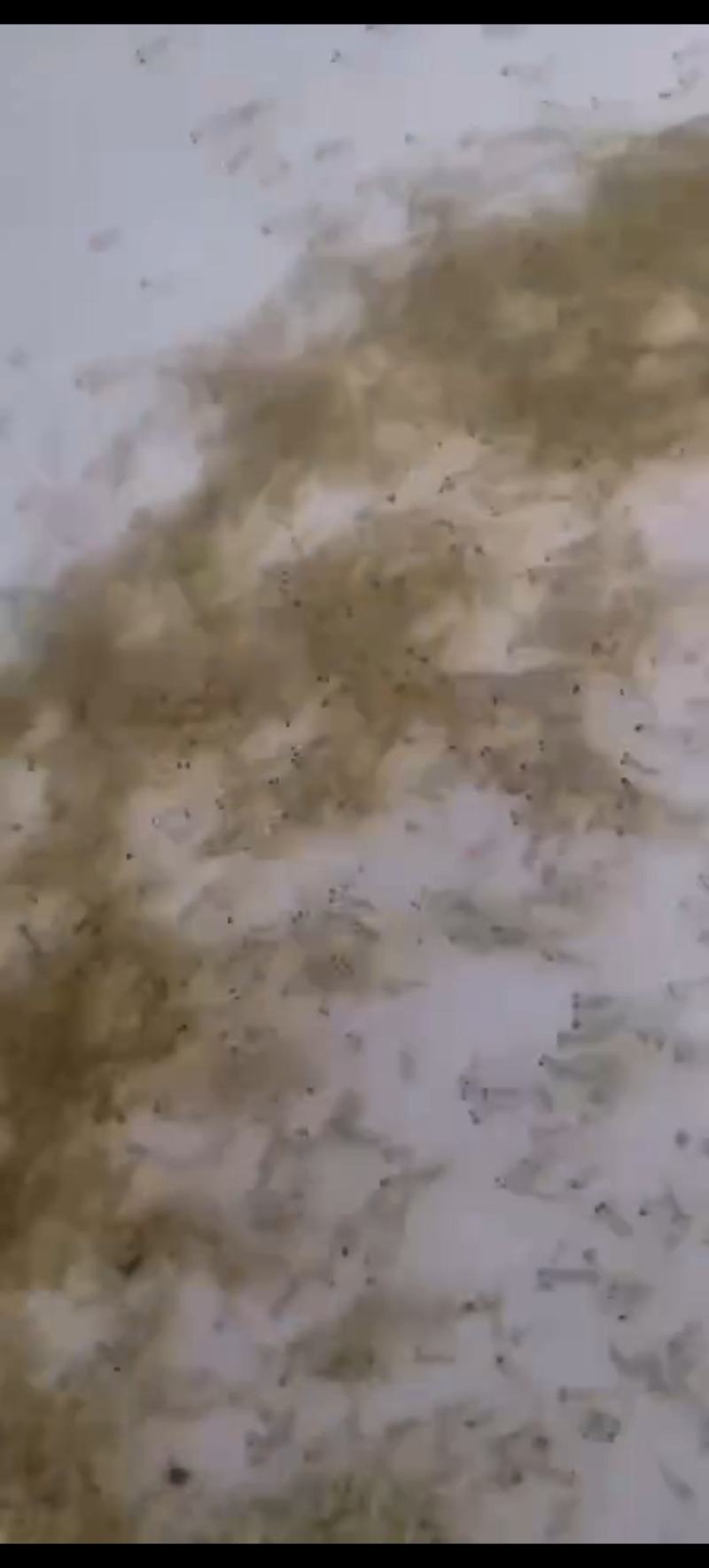 饵料鱼水花（土鲮水花白莲水花，麦鲮水花）苗场直销全国发货