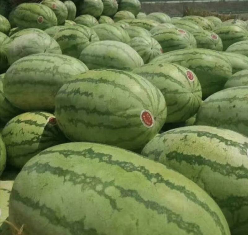 新疆西瓜，金城五号西瓜，保质保量，口感细脆，产地直发