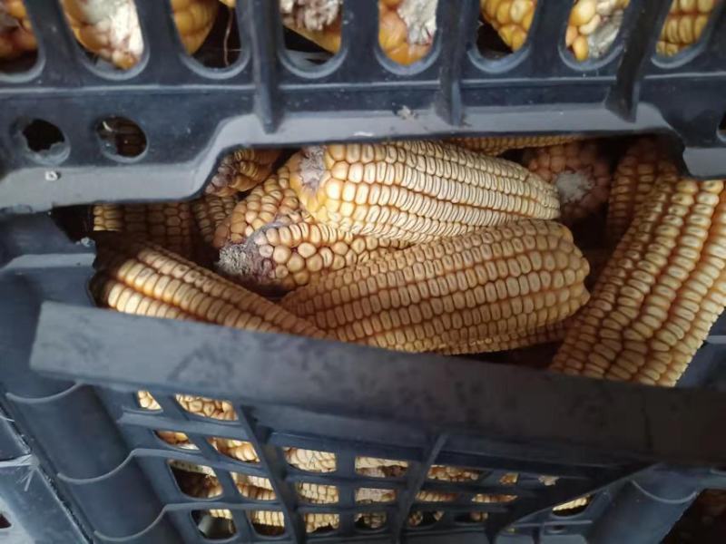 玉米