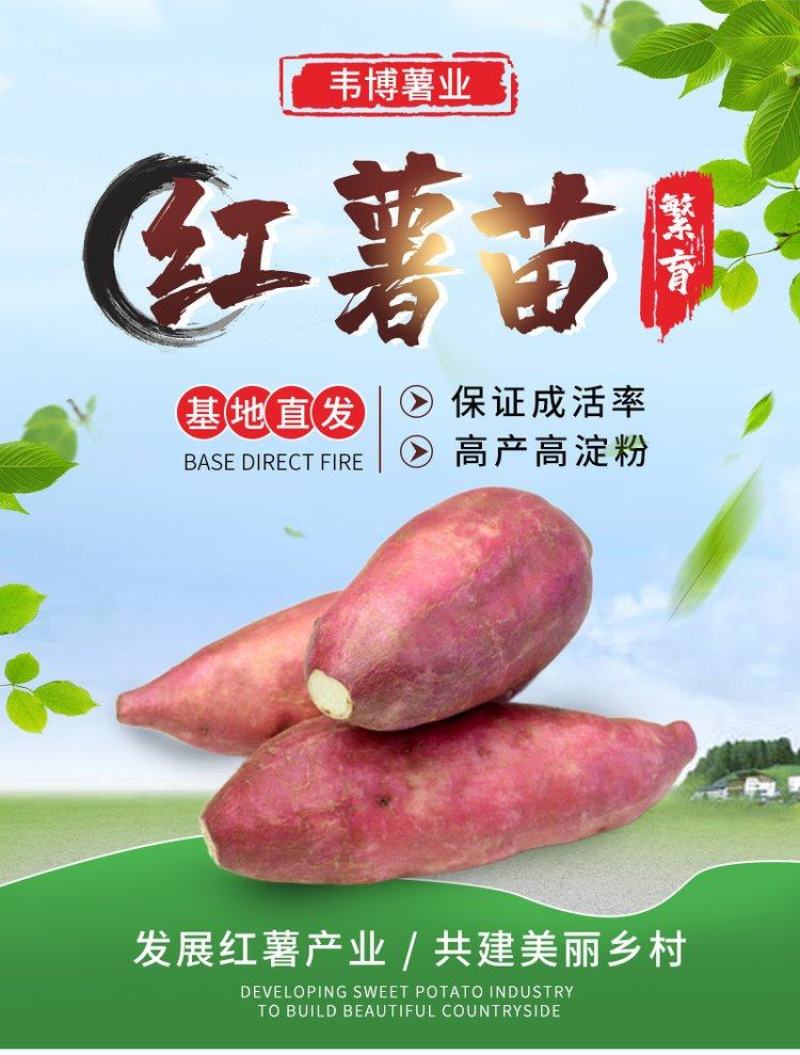 农科院，脱毒西瓜红红薯苗种苗，烟25红薯苗