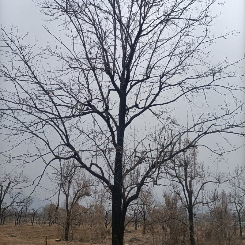柿子树