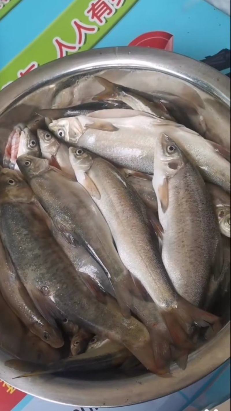 冷水细鲢鱼