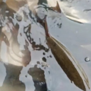 冷水细鲢鱼