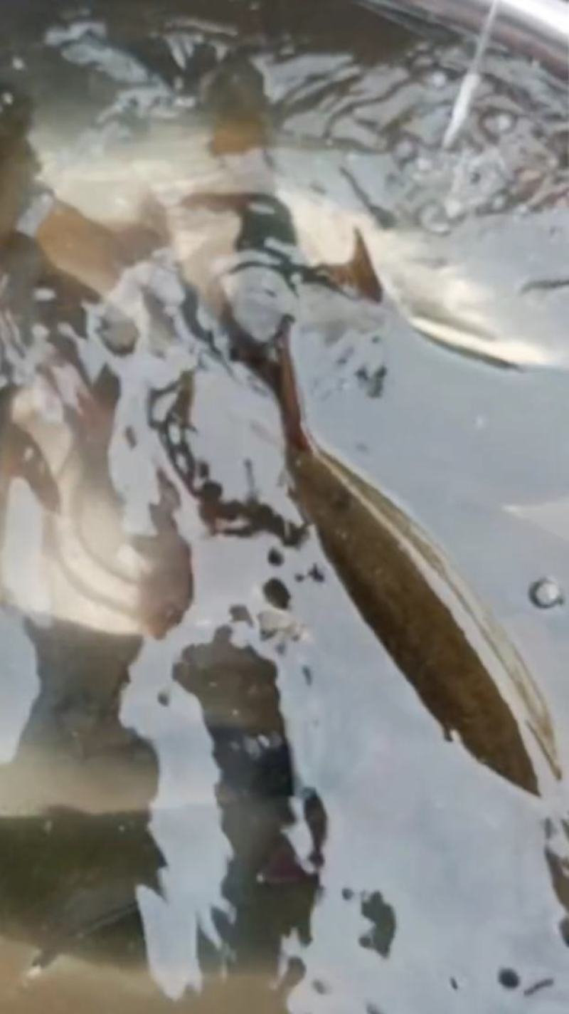 冷水细鲢鱼