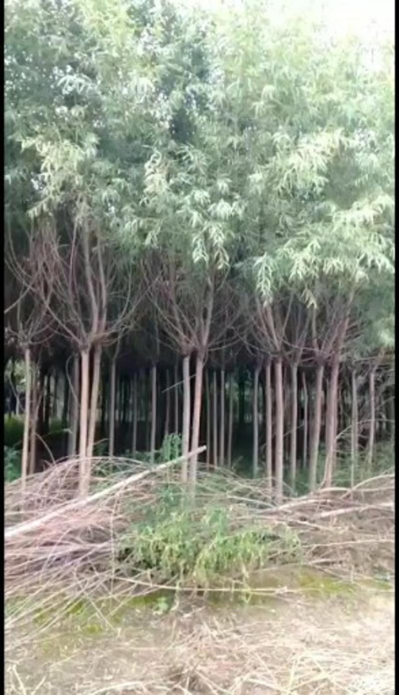 甘肃兰州柳树一手货源产地直供可视频看货