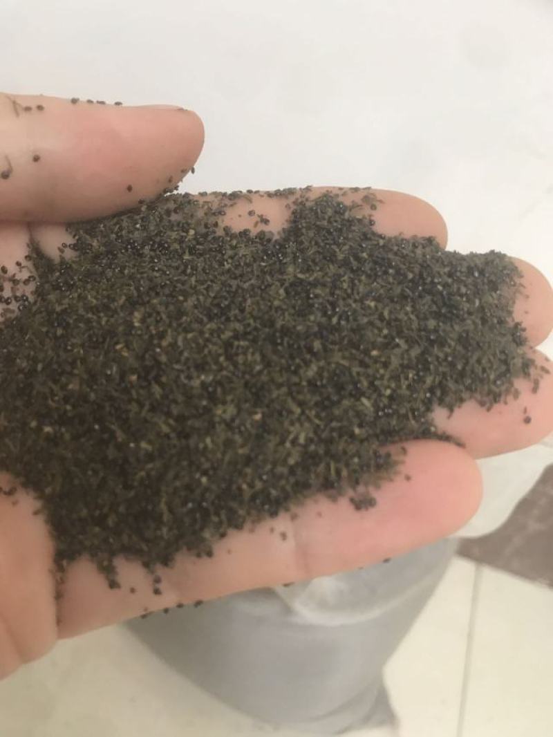 岩黄莲种子