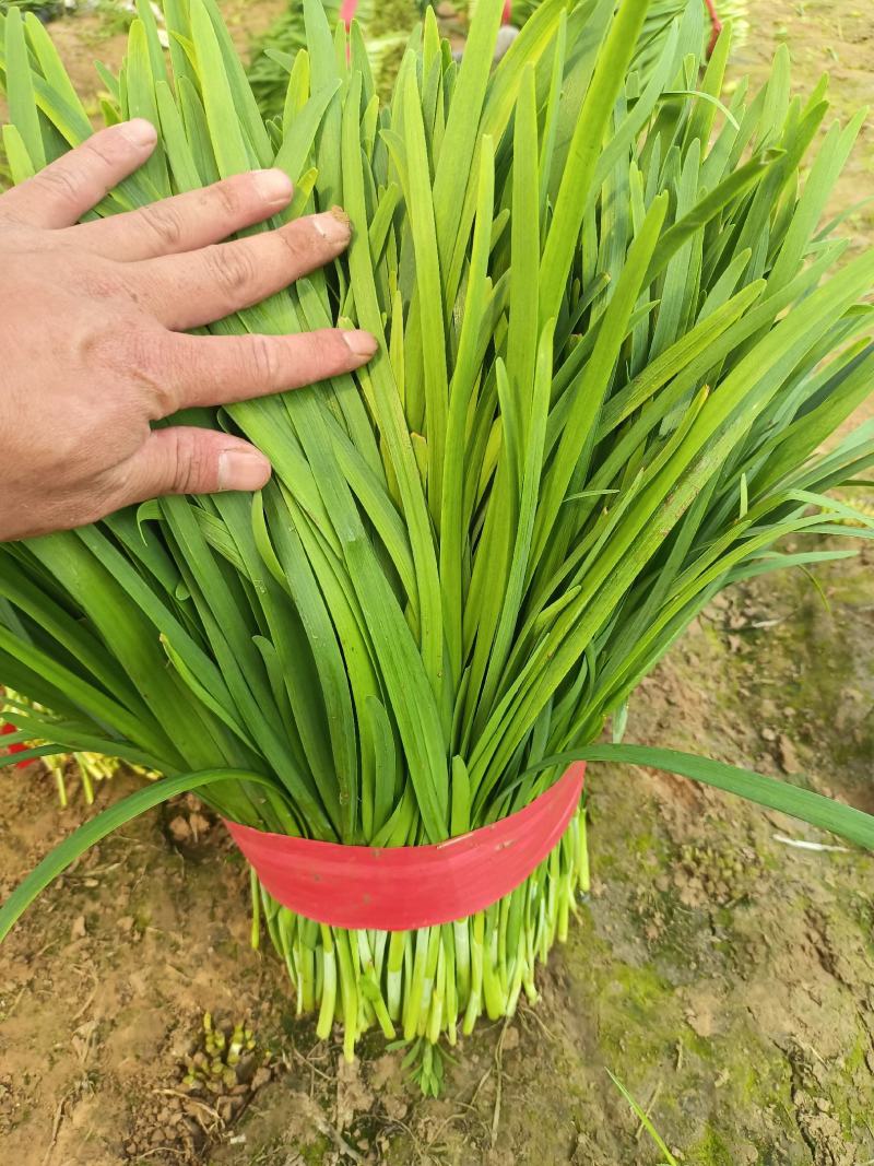 河南头茬韭菜大叶韭菜产地直供现割现发新鲜直达