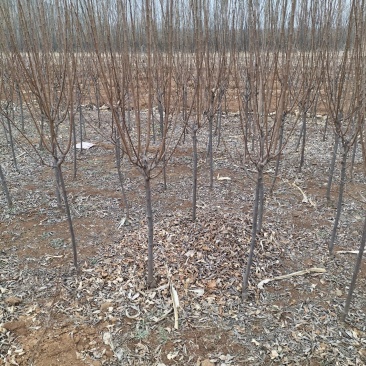 大量出售黑琥珀李子树，秋红李子树，品种齐全