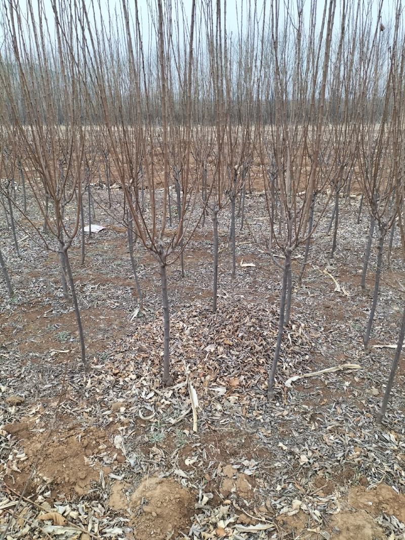 大量出售黑琥珀李子树，秋红李子树，品种齐全