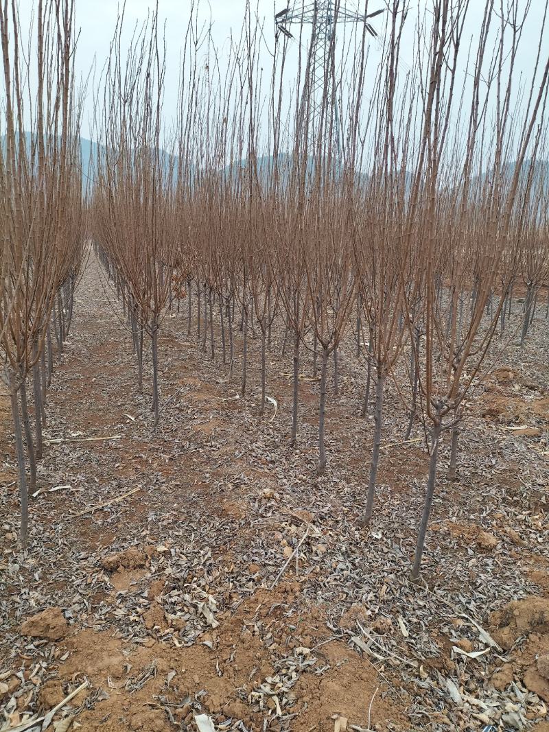 大量出售黑琥珀李子树，秋红李子树，品种齐全