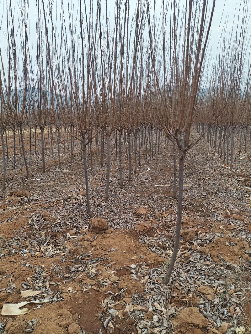 大量出售黑琥珀李子树，秋红李子树，品种齐全