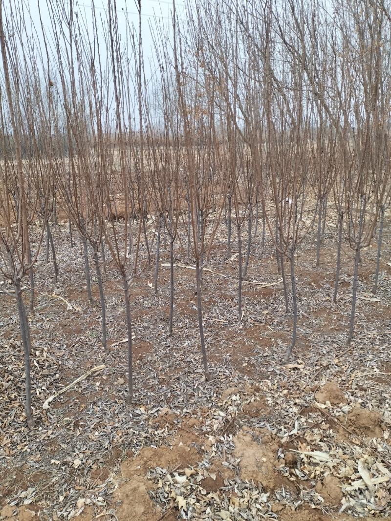 大量出售黑琥珀李子树，秋红李子树，品种齐全