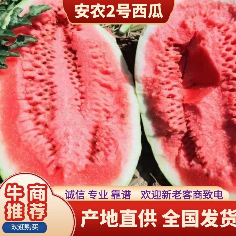 [安农二号批发]新疆昌吉昌吉市西瓜 0.80元/斤精品新疆西瓜安 _ 一亩田