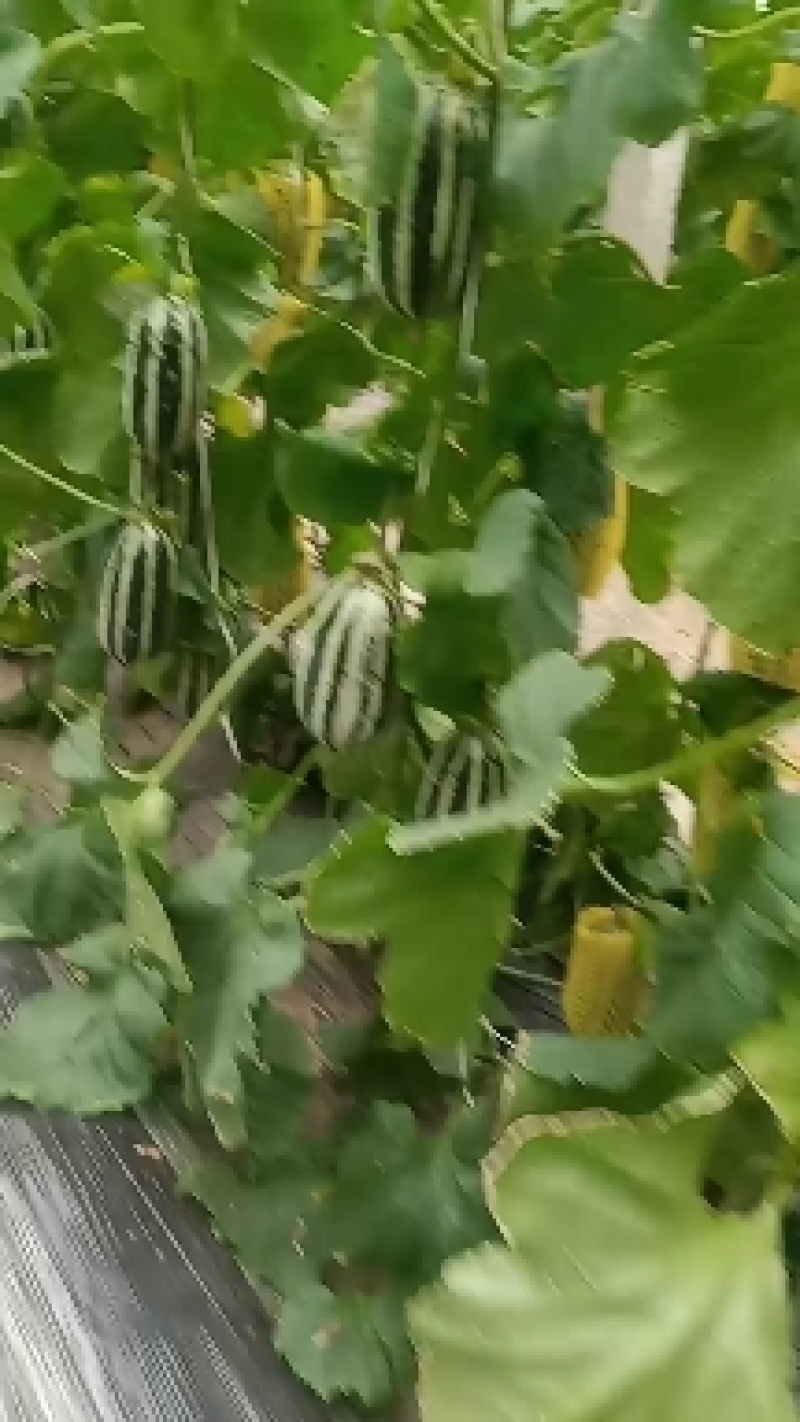 （基地直供）（热销）（推荐）博洋九，，需要就能满足……