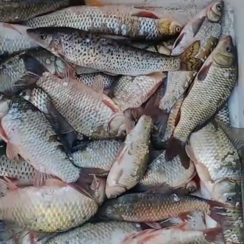 水库，杂要，数量大，包活