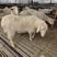澳寒杂交羊，大体型，高产多胎，抗病抗寒，耐粗饲全国包邮