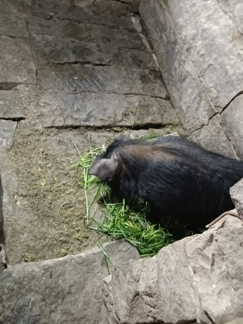 香猪养殖，长期供应这样的野货，大小都有，随时都有长期合作