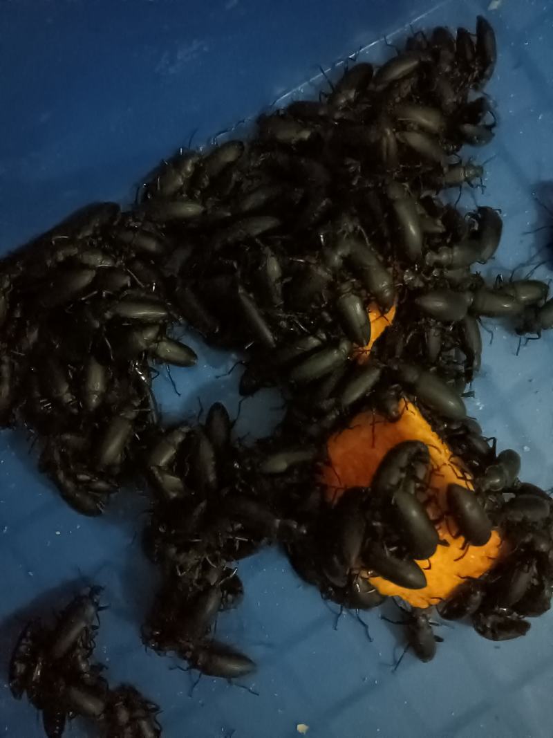 大麦虫蛋白虫甲壳虫母虫小黑虫活体虫，母虫产虫卵用。