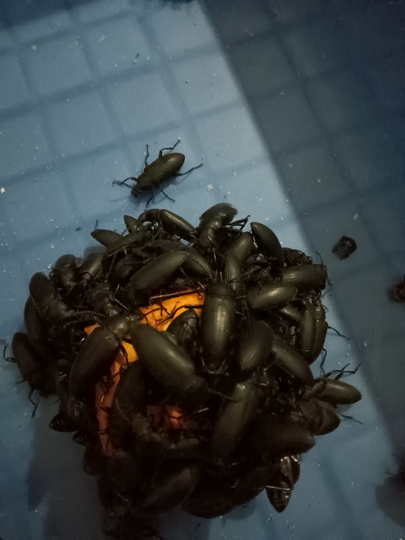 大麦虫蛋白虫甲壳虫母虫小黑虫活体虫，母虫产虫卵用。