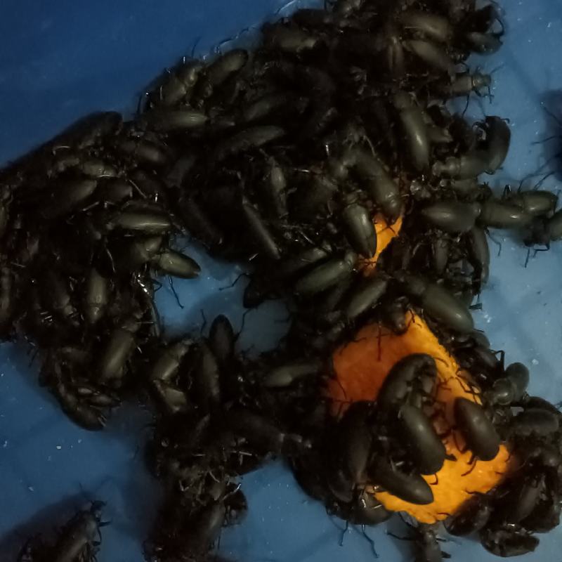 大麦虫蛋白虫甲壳虫母虫小黑虫活体虫，母虫产虫卵用。