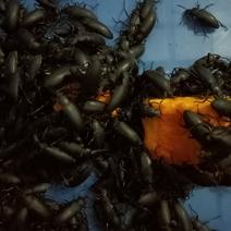 大麦虫蛋白虫甲壳虫母虫小黑虫活体虫，母虫产虫卵用。