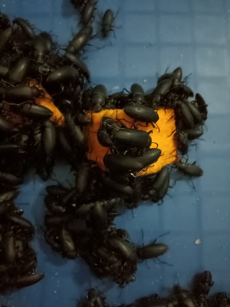 大麦虫蛋白虫甲壳虫母虫小黑虫活体虫，母虫产虫卵用。