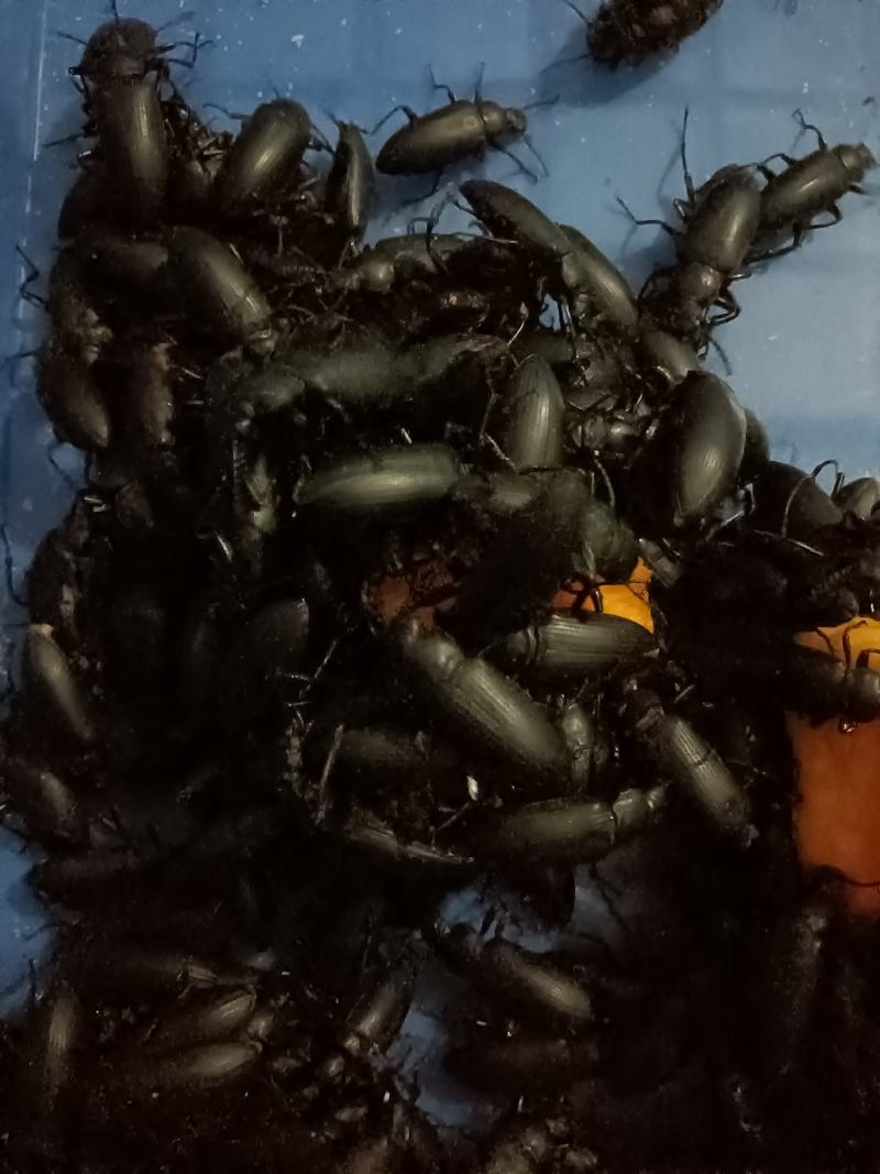大麦虫蛋白虫甲壳虫母虫小黑虫活体虫，母虫产虫卵用。