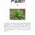 侨昌拼达30%草甘膦铵盐灭生除草剂果园苗圃牛筋草杂草烂根