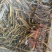 【黄鳝鱼】湖北黄鳝生态网上养殖鳝鱼包邮黄鳝鱼苗