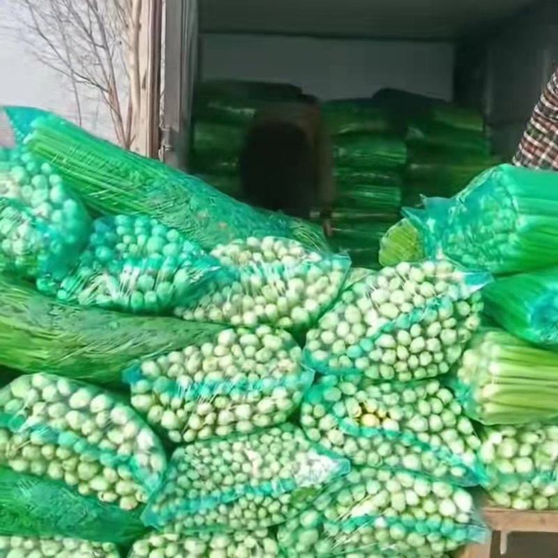 精品芹菜